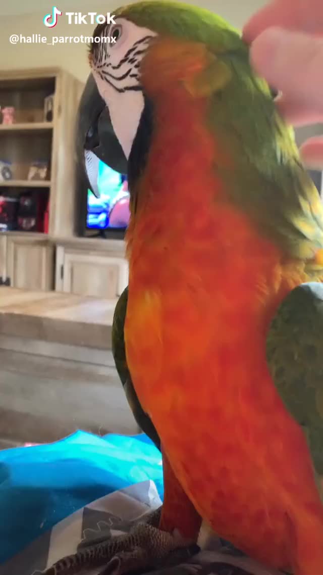 How sock feels about scritches ? #foryou #parrot #bird #macaw #foryoupage #featureme