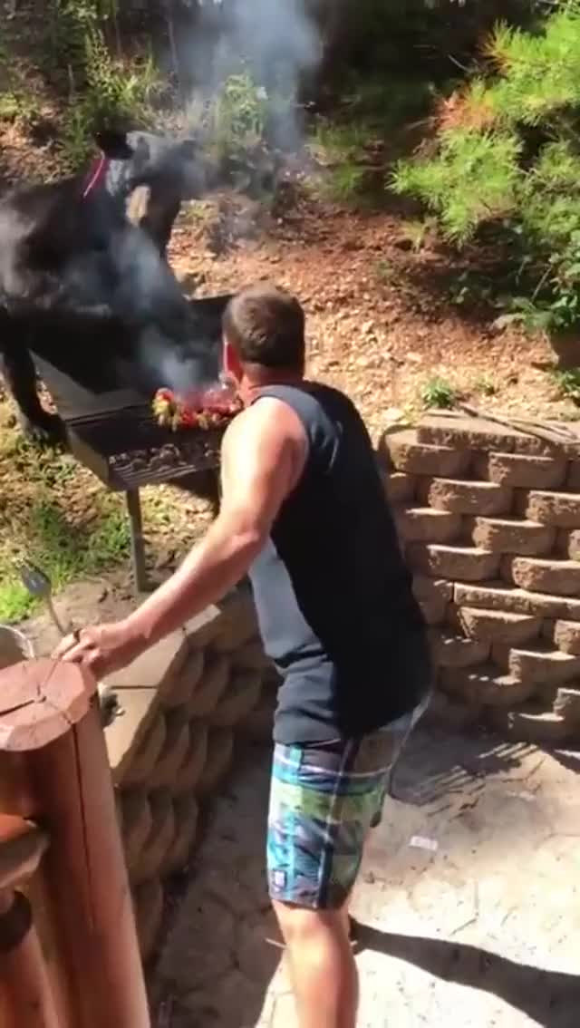 This Bear Really Wants Some Barbecue