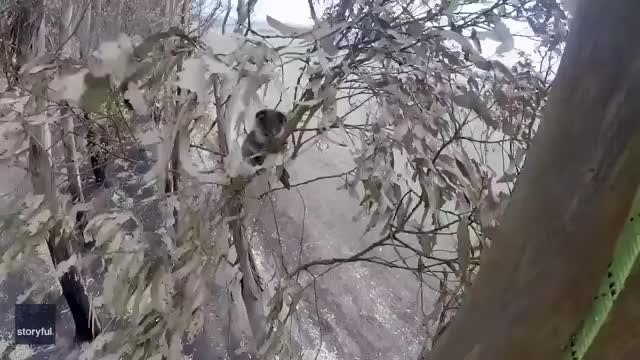 'I Don’t Enjoy Doing This': Rescuer Has to Grip Koala's Neck to Pluck It From Burnt