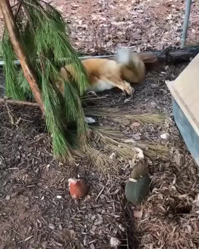 CornyFemaleFoxterrier