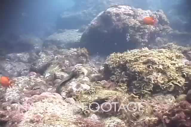 Bucking bronco (octopus rides moray eel to avoid its jaws)