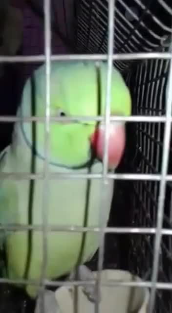 Parrot..look his angry eyes.. Sbko kutte bolta h or khud ko mitthu Beta h. #parrot