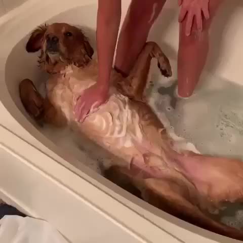 Dog gets the spa treatment