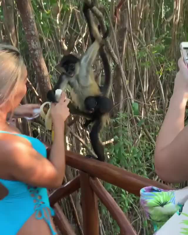 Would you be scared to feed the Monkeys?!?? I fking love all animals SO much ? I