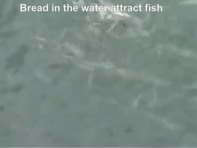 feeding bread to fish