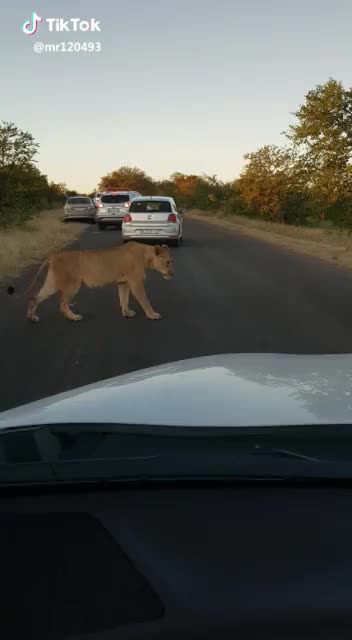 OMG!! S.A ? Lion ?❤ #tiktoktravel #southafrica #foryou #foryoupage #lion #nature