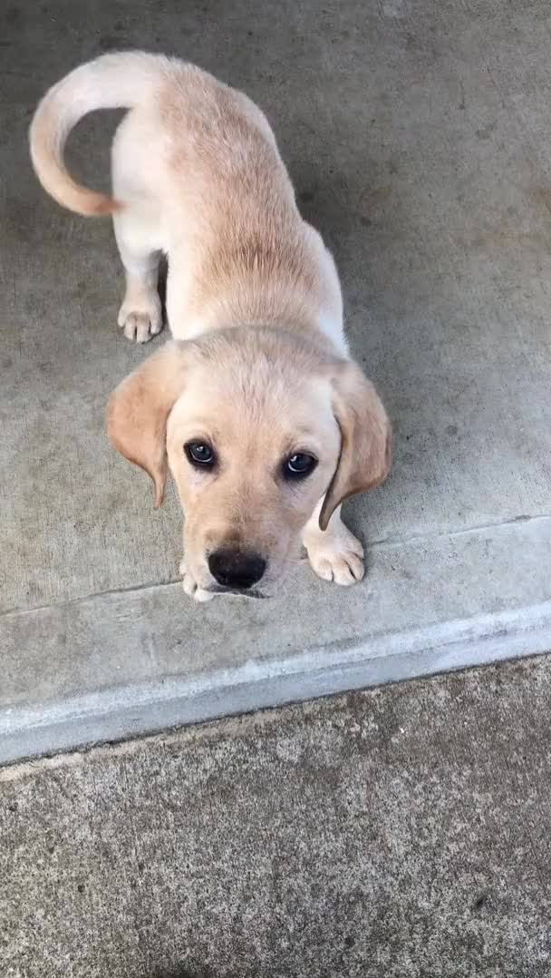 Cute Puppy clip