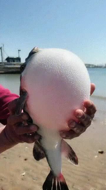 Inflated Puffer Fish