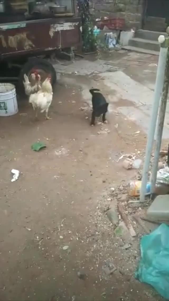 dog: don't fight, we are friends