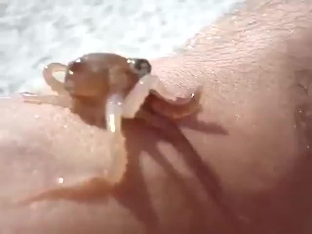 Incredibly tiny octopus looks like a baby leviathan