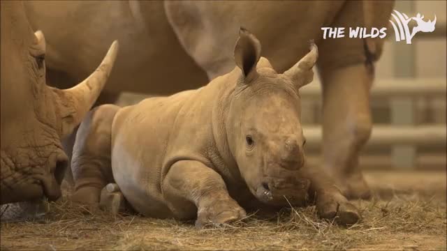 4 White Rhino Calves Born ~ Columbus Zoo The Wilds