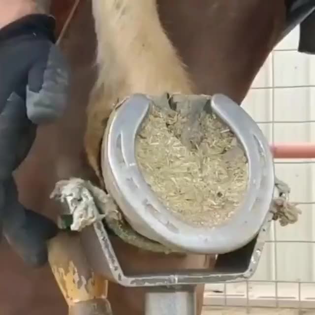 Horse pedicure