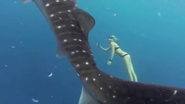 GoPro Awards: Ocean Ramsey and a Whale Shark