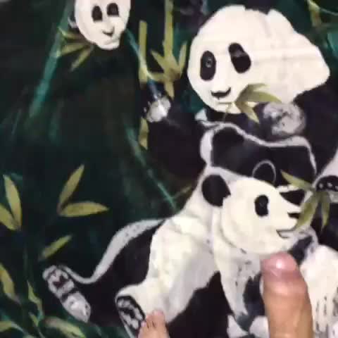 Pandas