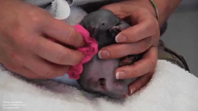 Beau the 40 day old echidna puggle