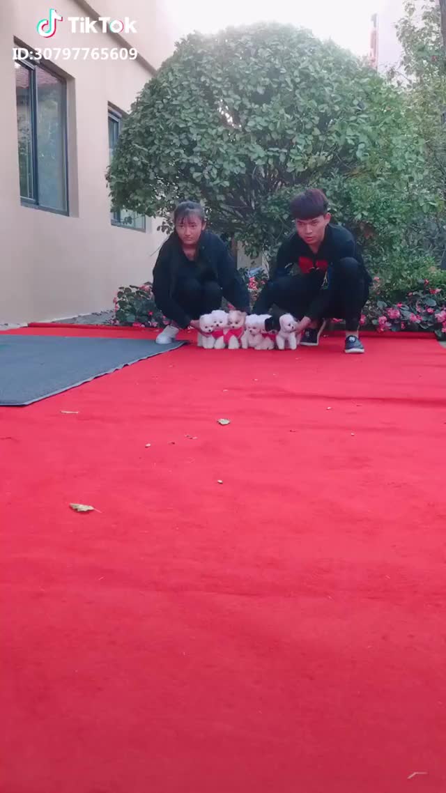 running on soft carpet. #tiktokph #cute #dog