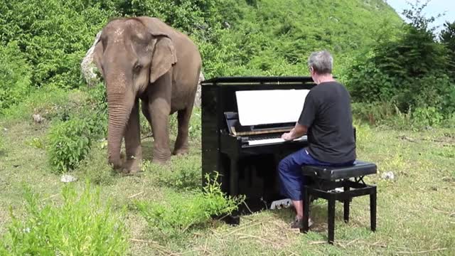 Bach on Piano for Blind Elephant