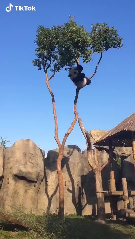 Panda Swing
