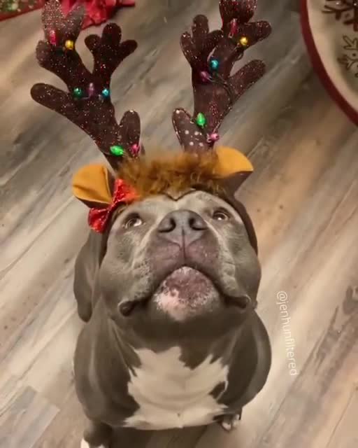 Doggo Xmas