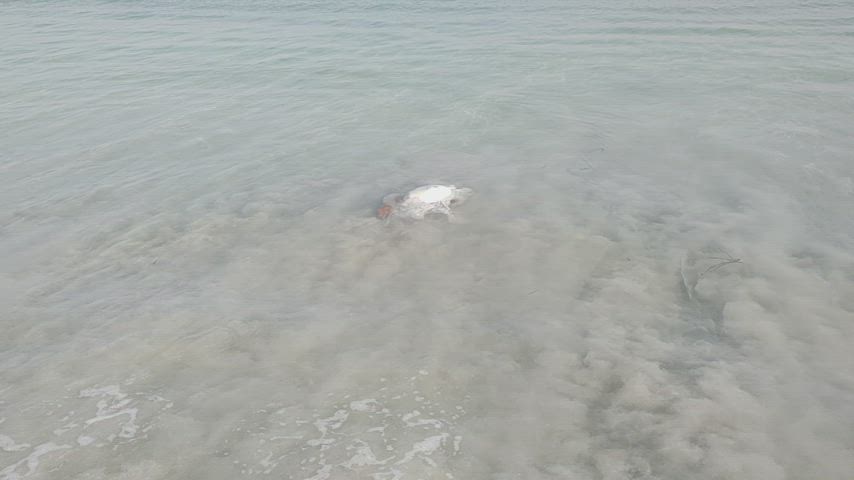 Saw this floating close to the shore in Galway, Ireland. Looked kinda like a bloated