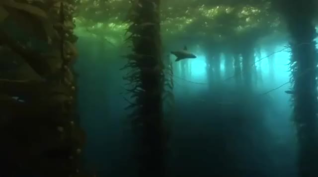 ? Kelp forest ?