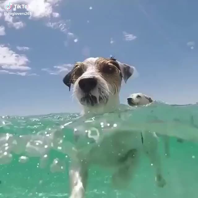 Would you swim with this pupper?? ? #dog #puppy #swimming Tag 3 people in the comments!