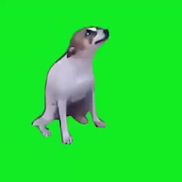 Cachorro dançando - Fundo Verde (Chroma Key)