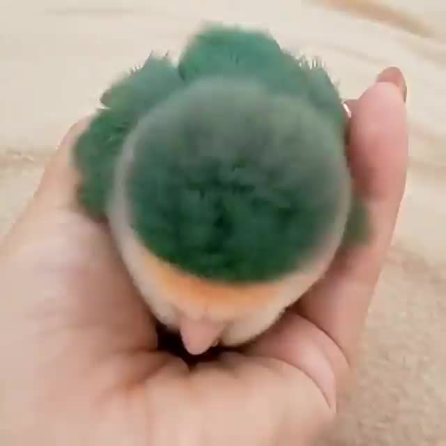 Sleepy bird just wants to snuggle up in your hand