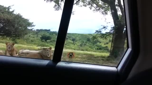 lions opens car door