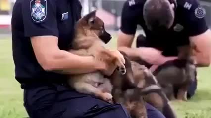 Pupper police academy