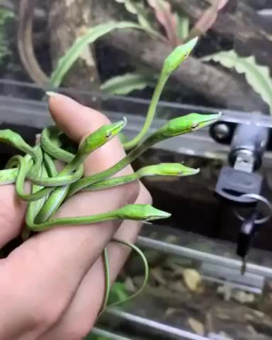 Newborn Vine Snakes