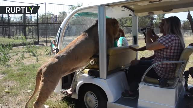 Lion jumps into open vehicle full of tourists on safari tour