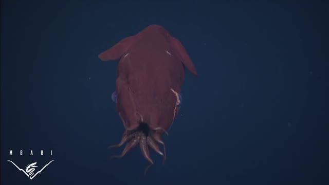 Vampire squid changes it's appearance when disturbed.
