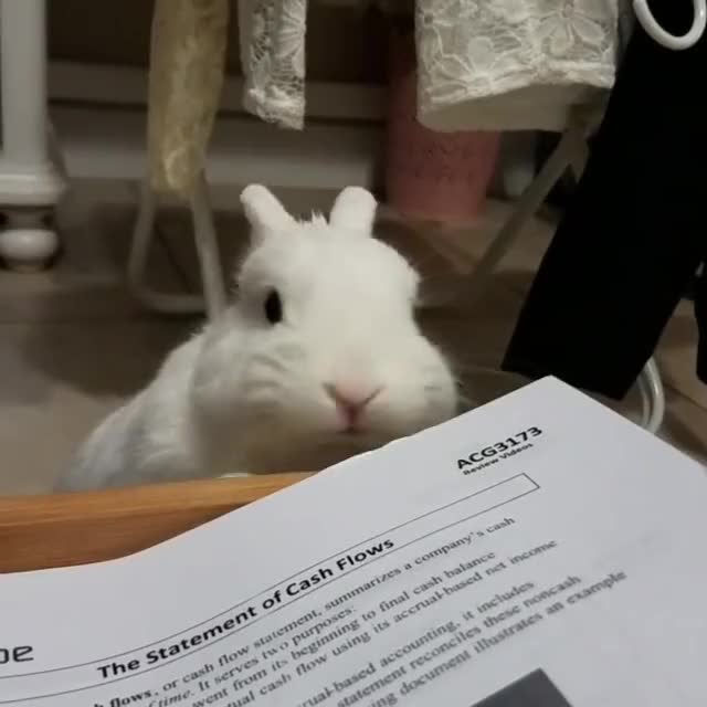 "A dog ate my homework" is an excuse, but a bunny ate my homework is for