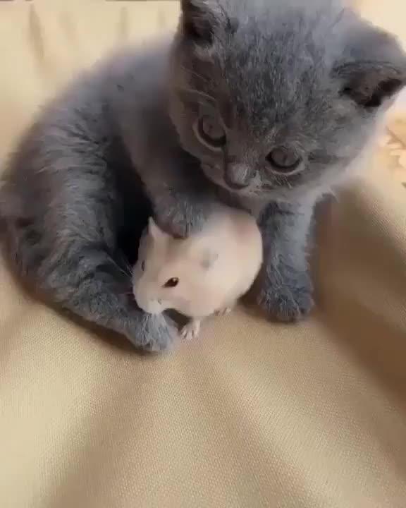 Young Tom & Jerry