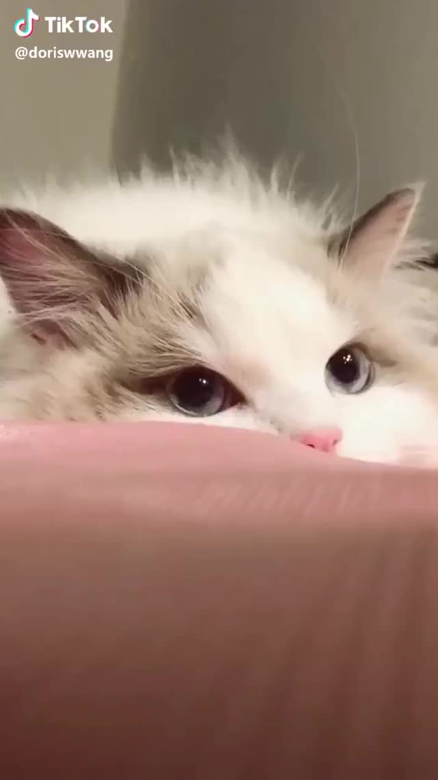 Cat Cute