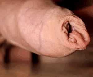 Yummy foreskin