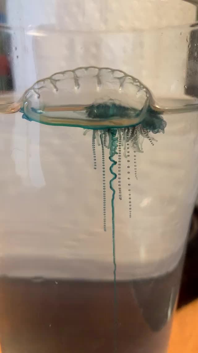 Portuguese Man o' War in a pint glass