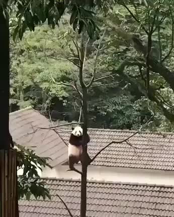 Panda got moves.