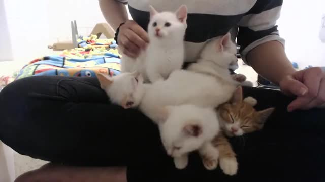Adorable rescue kittens purring SO loud! (best kitten therapy ever)