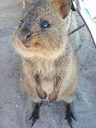 upvote for upvote for this laughly quokka?