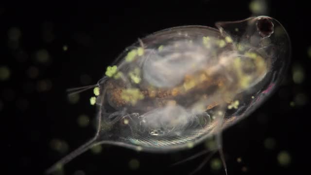 Daphnia  water  flea  giving  birth  
