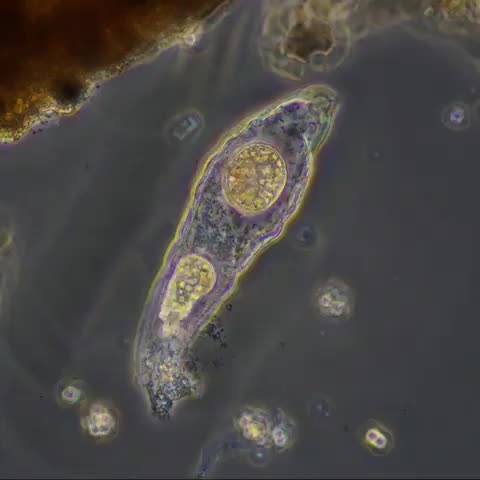 Two microbes eating dead Rotifera from inside