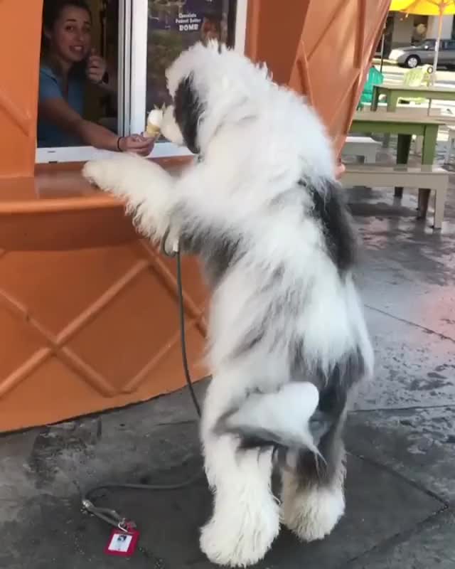 Good dog gets a rare ice cream treat.