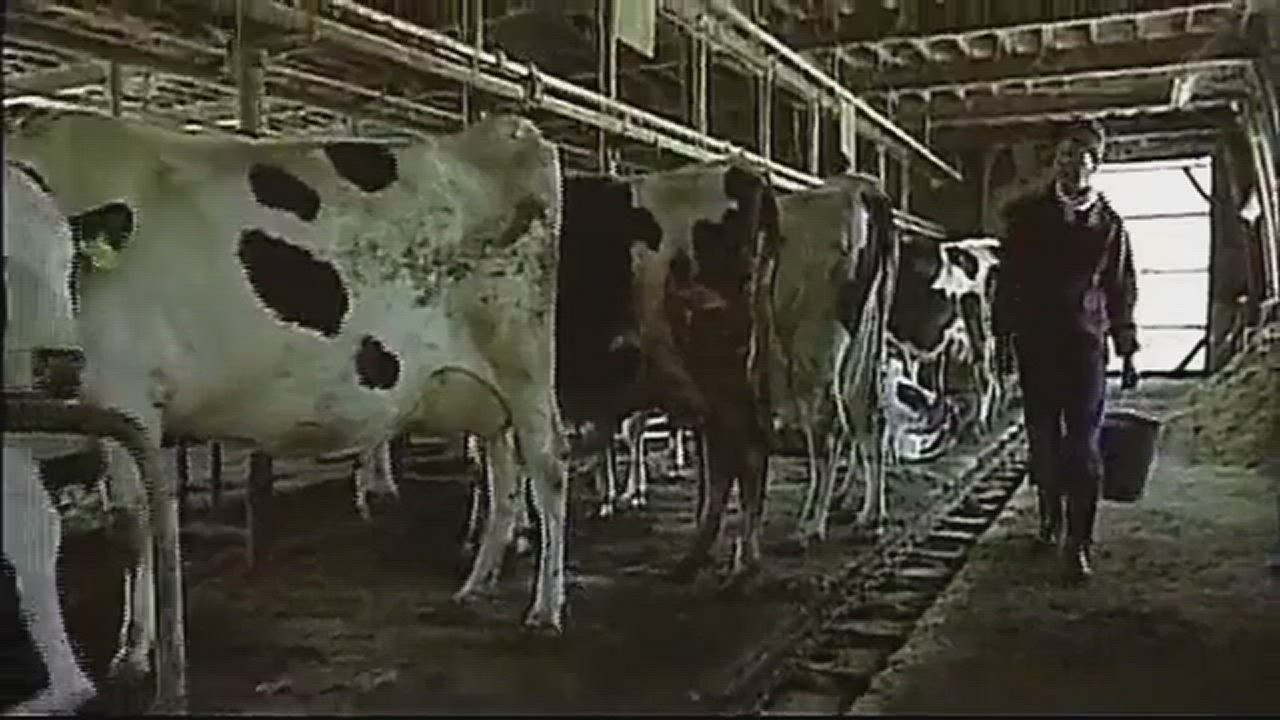 Milking plots - Ryoko Asagi (A Lonely Cow Weeps at Dawn, 2003)