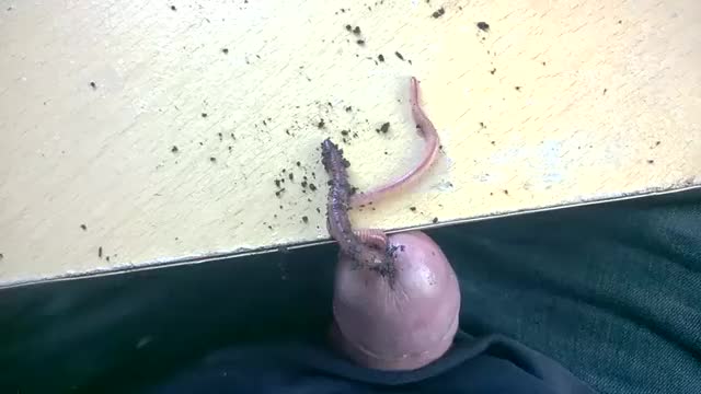  clip