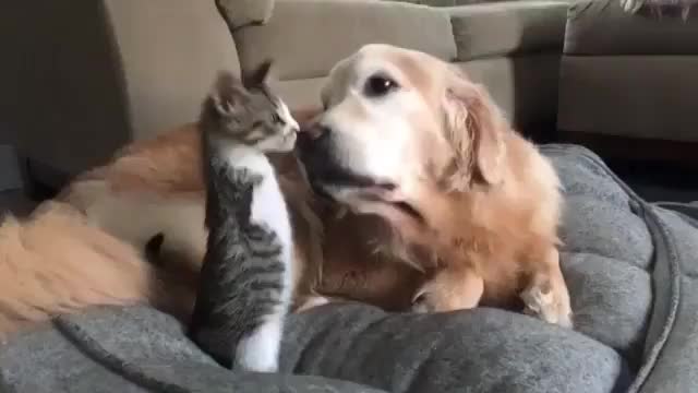 Cat and Dog Friends