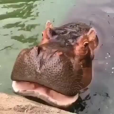 Happy Hippo time! ⏱⏰?? ? Have you ever seen a Hippo in the wild?? Tag someone