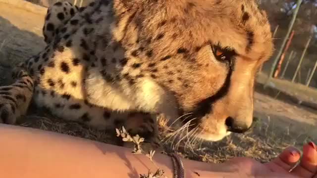 Cheetah petting