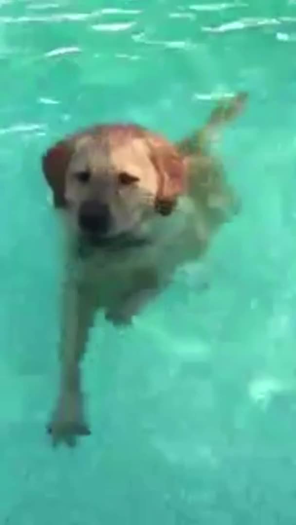 Cute Pool Puppy clip